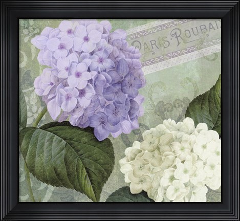 Framed Hortensia 1 Print