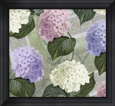 Framed Hortensia Soft Green Print