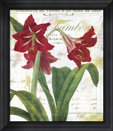Framed Peppermint Amaryllis Print
