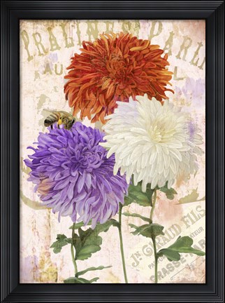 Framed Chrysanthemums Print