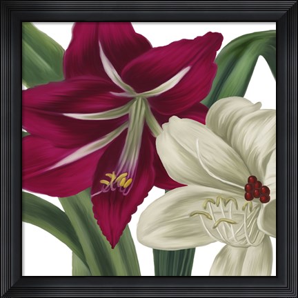 Framed Christmas Amaryllis I Print