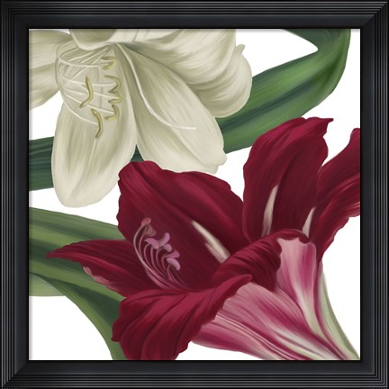 Framed Christmas Amaryllis II Print