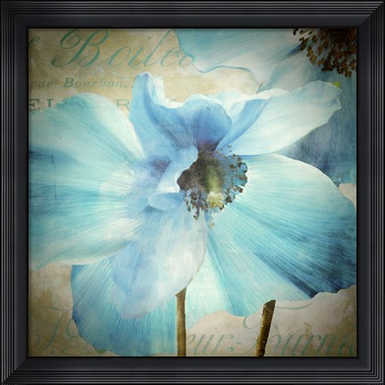 Framed Himalayan Blue II Print