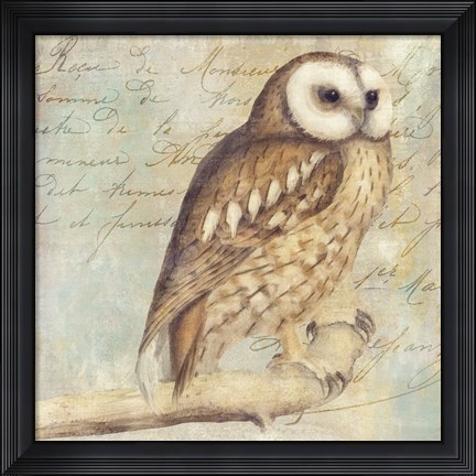 Framed White-Faced Owl Print