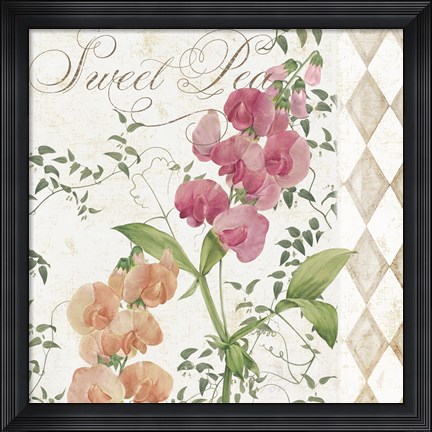 Framed Sweet Pea Print