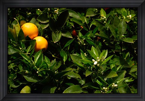 Framed Orange Tree, Tenerife, Canary Islands, Spain Print