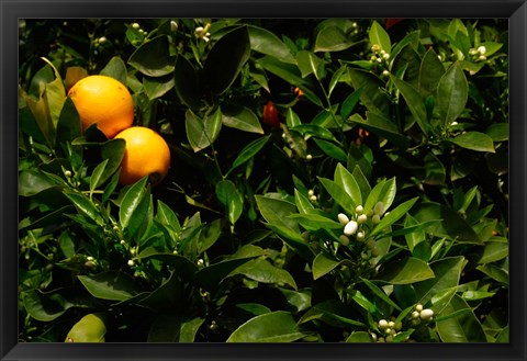 Framed Orange Tree, Tenerife, Canary Islands, Spain Print