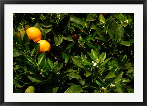 Framed Orange Tree, Tenerife, Canary Islands, Spain Print