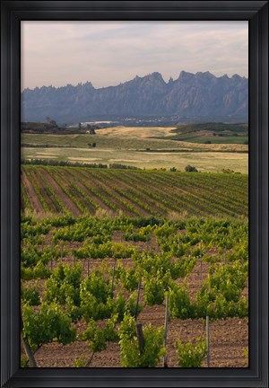 Framed Spring Vineyards with Montserrat Mountain, Catalonia, Spain Print