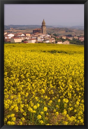 Framed Yellow mustard flowers, Elvillar Village, La Rioja, Spain Print