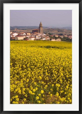 Framed Yellow mustard flowers, Elvillar Village, La Rioja, Spain Print