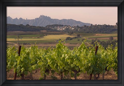 Framed Spring Vineyards with Montserrat Mountain, Catalonia, Spain Print