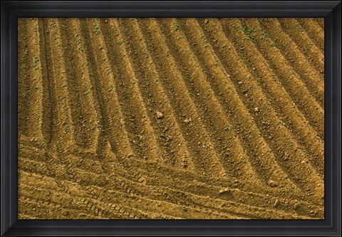 Framed Tilled Ground Ready for Planting, Brinas, La Rioja, Spain Print