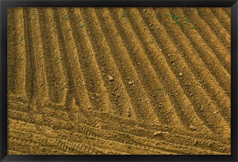 Framed Tilled Ground Ready for Planting, Brinas, La Rioja, Spain Print