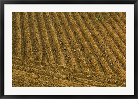 Framed Tilled Ground Ready for Planting, Brinas, La Rioja, Spain Print