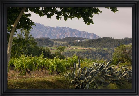 Framed Vineyards and Cactus with Montserrat Mountain, Catalunya, Spain Print