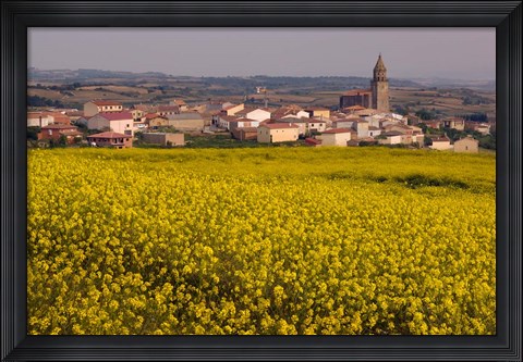 Framed Yellow mustard flowers, Elvillar Village, La Rioja, Spain Print