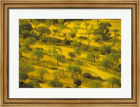 Framed Morning View of Farmland, Mallorca, Balearics, Spain Print