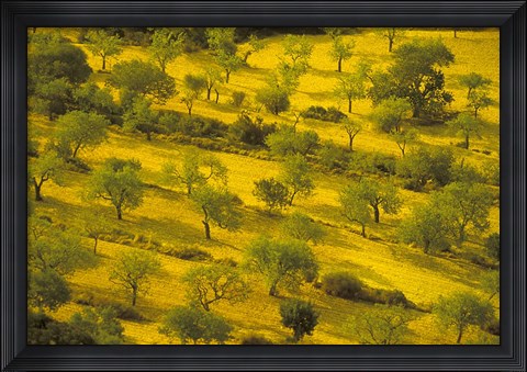 Framed Morning View of Farmland, Mallorca, Balearics, Spain Print