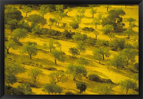 Framed Morning View of Farmland, Mallorca, Balearics, Spain Print