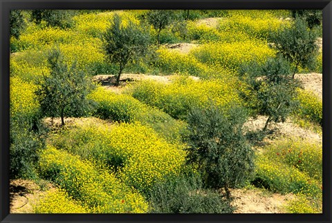 Framed Olive Trees, Provence of Granada, Andalusia, Spain Print