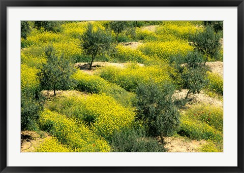 Framed Olive Trees, Provence of Granada, Andalusia, Spain Print