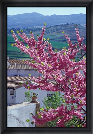 Framed Flowering Cherry Tree and Whitewashed Buildings, Ronda, Spain Print