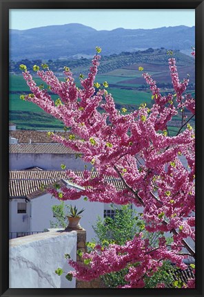 Framed Flowering Cherry Tree and Whitewashed Buildings, Ronda, Spain Print