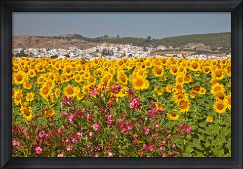Framed Spain, Andalusia, Bornos Sunflower Fields Print