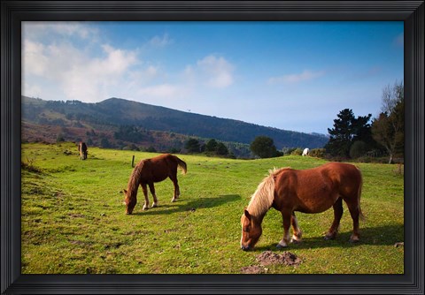 Framed Horses By Jaizkibel Road, Hondarribia, Spain Print