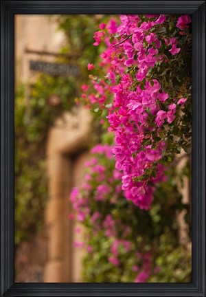 Framed Flower-covered Buildings, Old Town, Ciudad Monumental, Caceres, Spain Print