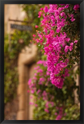 Framed Flower-covered Buildings, Old Town, Ciudad Monumental, Caceres, Spain Print