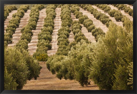 Framed Olive Groves, Jaen, Spain Print