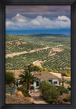 Framed Olive Groves, Ubeda, Spain Print