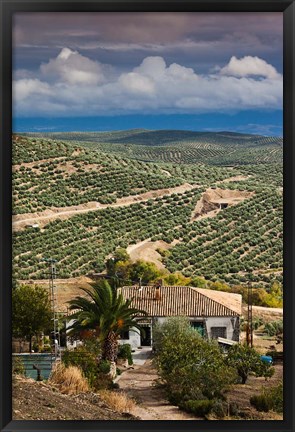 Framed Olive Groves, Ubeda, Spain Print