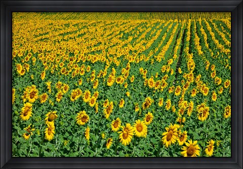 Framed Spain, Andalusia, Cadiz Province Sunflower Fields Print