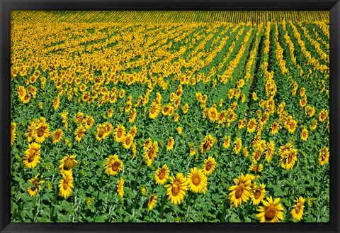 Framed Spain, Andalusia, Cadiz Province Sunflower Fields Print