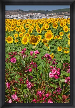 Framed Spain, Andalusia, Cadiz Province, Bornos Sunflower Fields Print
