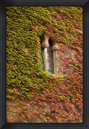Framed Ivy-Covered Wall, Ciudad Monumental, Caceres, Spain Print