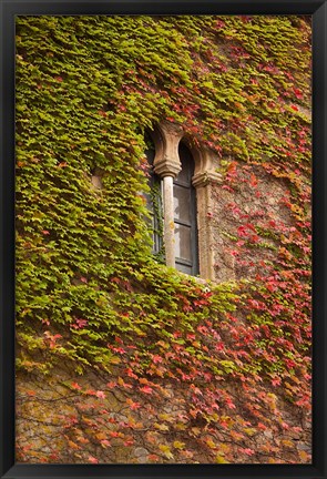 Framed Ivy-Covered Wall, Ciudad Monumental, Caceres, Spain Print