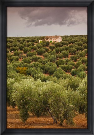 Framed Olive Groves, Jaen, Spain Print