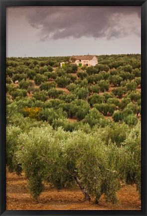 Framed Olive Groves, Jaen, Spain Print