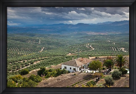 Framed Olive Groves, Ubeda, Spain Print