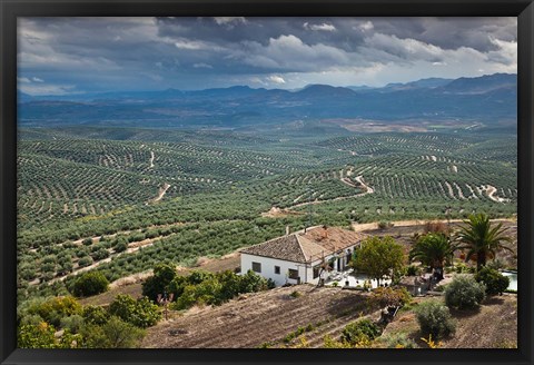 Framed Olive Groves, Ubeda, Spain Print