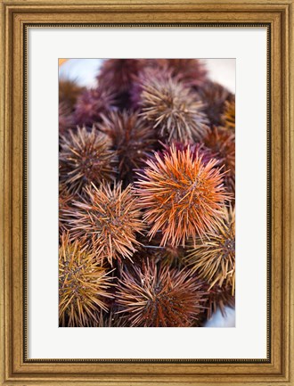 Framed Sea Urchins For Sale, Cadiz, Spain Print
