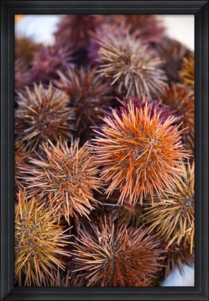 Framed Sea Urchins For Sale, Cadiz, Spain Print