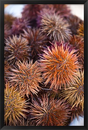 Framed Sea Urchins For Sale, Cadiz, Spain Print