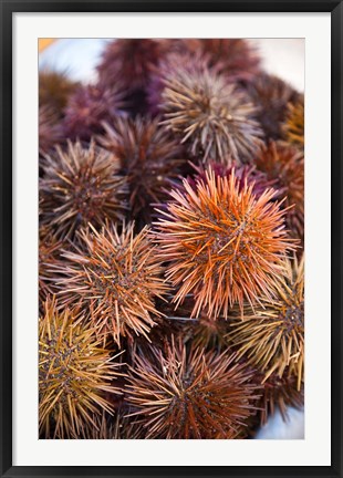 Framed Sea Urchins For Sale, Cadiz, Spain Print