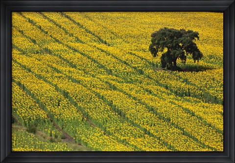 Framed Spain, Andalusia, Cadiz Province Lone Tree in a Field of Sunflowers Print