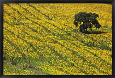 Framed Spain, Andalusia, Cadiz Province Lone Tree in a Field of Sunflowers Print